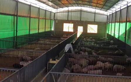 全封闭猪舍潮湿的处理方法_养猪