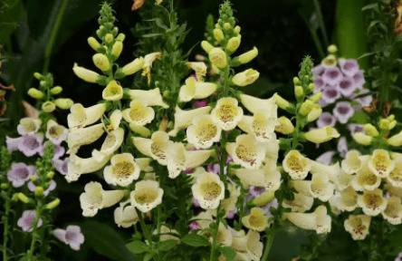 毛地黄的播种时间_药材种植