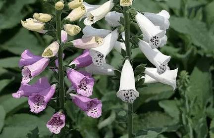 毛地黄有没有毒_药材种植