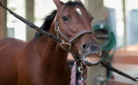 母马怀孕需要多长时间_养驴