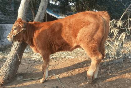 牛和马能不能杂交,马和马怎么配对_养牛