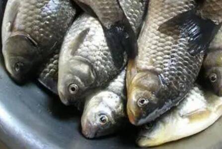 鲫鱼的寿命有多长_养鱼