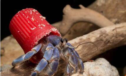 寄居蟹有哪些品种_养蟹