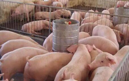 长期住养猪场有什么危害_养猪