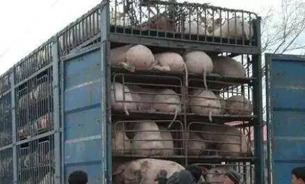 仔猪能不能跨省运输_养猪