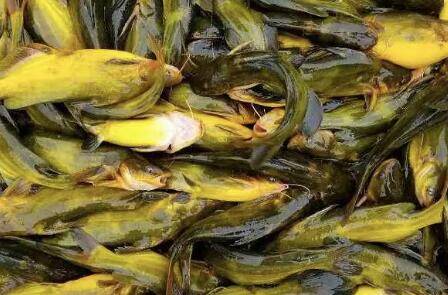 黄颡鱼能活多少年_养鱼