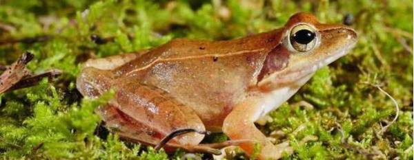 林蛙与哈什蚂是同一物种?_养蛙