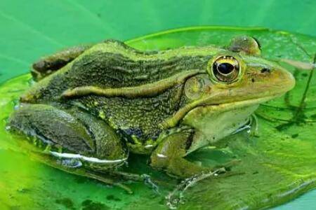 青蛙是不是两栖动物?_养蛙