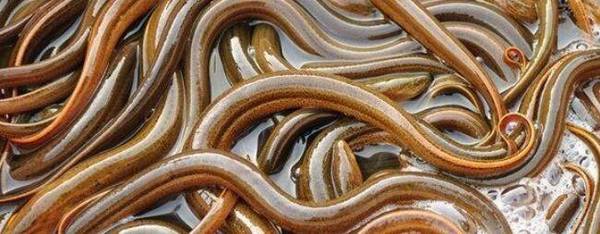 泥鳅和黄鳝在外形与营养价值方面的区别_养殖问答