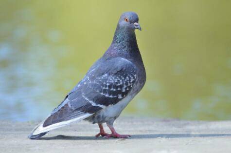 养鸽子的禁忌有哪些_养殖问答