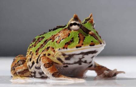 蝴蝶角蛙要不要晒太阳_养殖问答