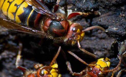 牛角蜂毒性有多大?_养殖问答