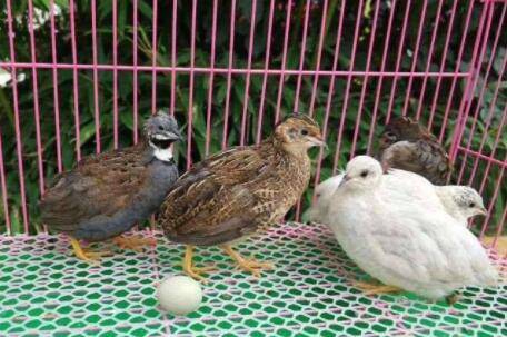 芦丁鸡和鹌鹑有什么区别_养鸡