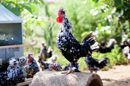 贵妃鸡产蛋率高不高_养鸡