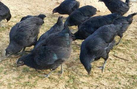 五黑鸡和乌鸡有什么区别_养鸡