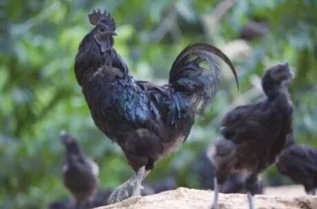 五黑鸡和乌鸡有什么区别_养鸡