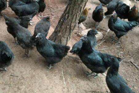 ��ڼ��Ͱ˺ڼ���ʲô����_����