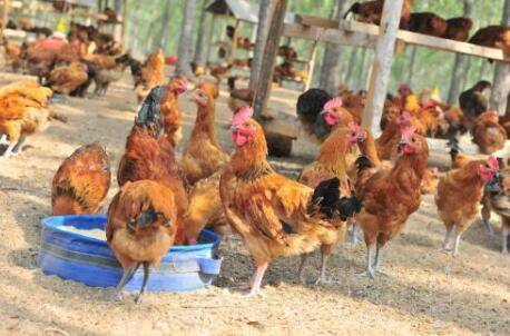 养鸡可以喂猪油?_养鸡