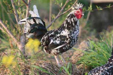 贵妃鸡吃什么食物_养鸡