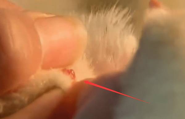 贵妃鸡怎么分公母_养鸡