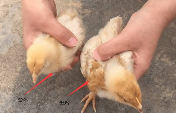 贵妃鸡怎么分公母_养鸡