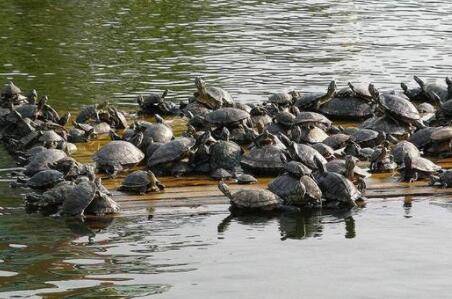 甲鱼认识主人吗?_养鱼