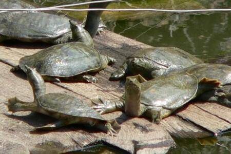 甲鱼苗吃什么_养鱼