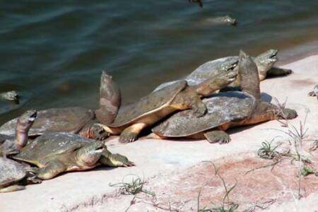 甲鱼不吃东西能活多久_养鱼