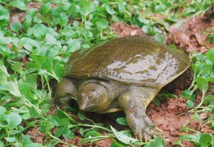 甲鱼背部溃烂怎么办_养鱼