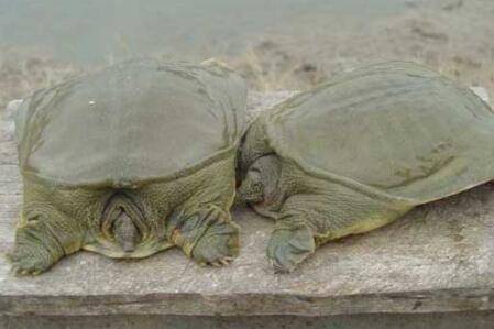 甲鱼中的白色是什么_养鱼