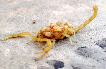 蝎子是昆虫吗?_养殖问答