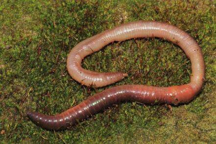 地龙是什么,地龙是蚯蚓吗_养殖问答