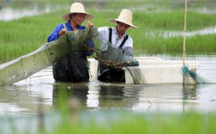 池塘养殖小龙虾把好苗种放养关_养虾