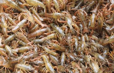 淡水养殖小龙虾时的种虾选择_养虾