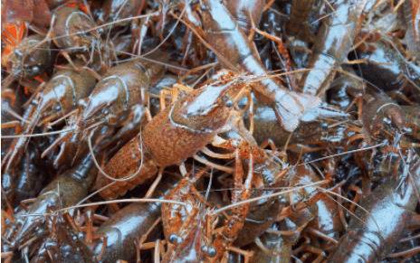 淡水小龙虾亲虾的放养要求_养虾