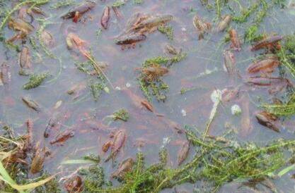 小龙虾浮头的二大原因_养虾