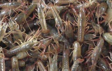 小龙虾精养的四点注意事项_养虾