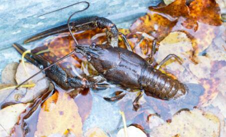 小龙虾浮头的二大原因_养虾