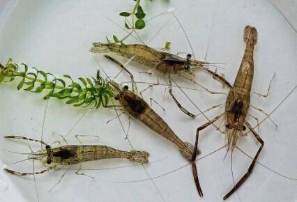 河虾晚上喜欢灯光?_养虾