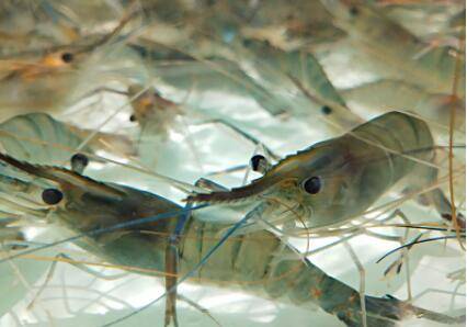 河虾晚上喜欢灯光?_养虾