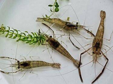 河虾喜欢吃什么饵料_养殖问答