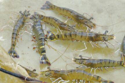 养虾ph值偏高怎么办_养虾