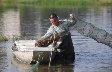 养虾氨氮值多少为正常_养虾