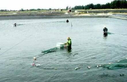 养虾氨氮值多少为正常_养虾