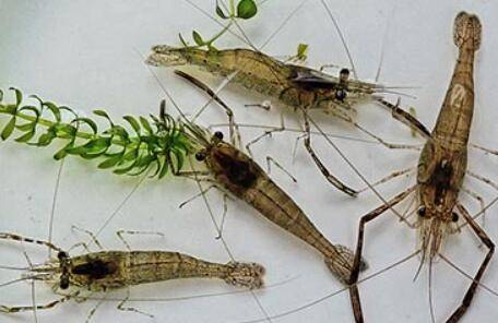 河虾一亩产量多少_养虾