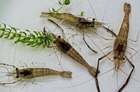 河虾可以养殖吗?_养虾