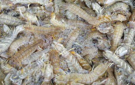 皮皮虾怎么清洗?_养虾