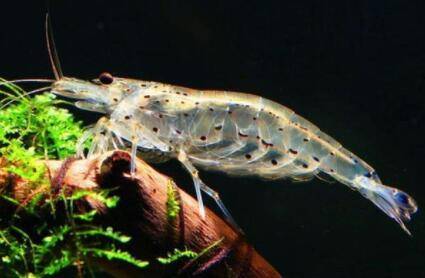 黑壳虾怎么捉,黑虾的常用捕捉方法_养虾