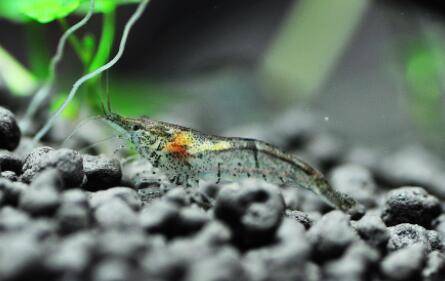 黑壳虾怎么养不会死_养虾