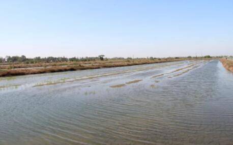 虾塘放过磷酸钙有什么作用_养虾